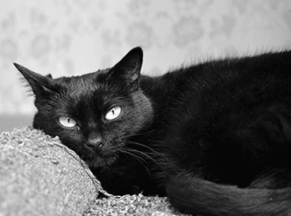 Mon chat s’ennuie